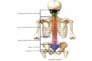 تشريح العمود الفقري للإنسان