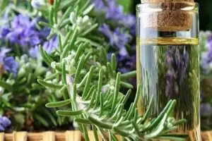 ما هي فوائد اكليل الجبل للشعر؟