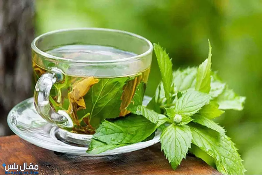 ماذا تعرف عن فوائد الشاي الأخضر للدهون؟