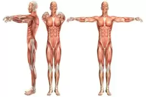 وظائف عضلات البطن