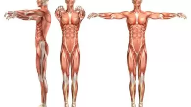 وظائف عضلات البطن