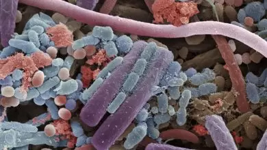 ما هو الفرق بين البكتيريا والفيروسات والفطريات؟
