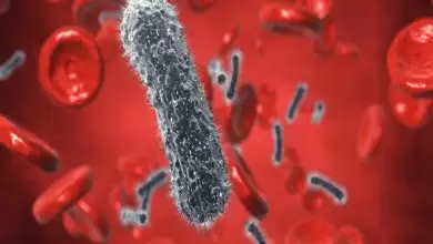 ما هي أنواع بكتيريا الدم؟