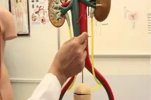 ما هي مدة نزول الحصوة من الحالب؟