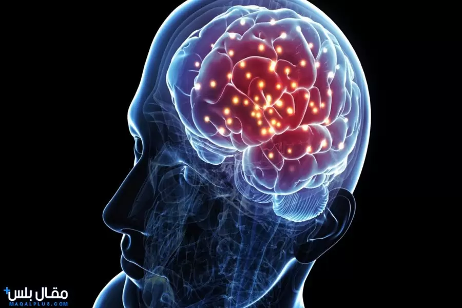 مما يتكون دماغ الانسان؟