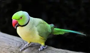 العصفور في المنام