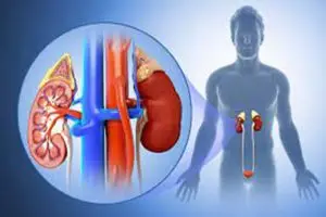 أين تقع الكليتان وما هي وظائفها؟