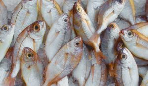 السمك في المنام