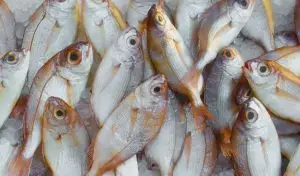 السمك في المنام