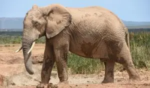 الفيل في المنام