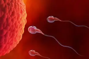 متى يحدث الحمل بالتفصيل بعد الدورة؟