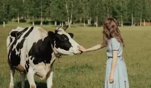 البقرة في المنام