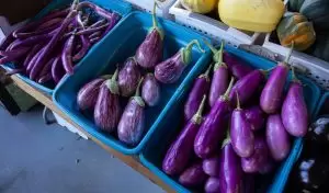 الباذنجان في المنام