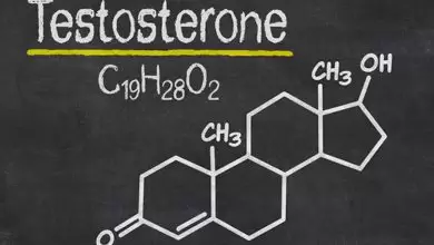 إنتاج هرمون التستوستيرون في الجسم