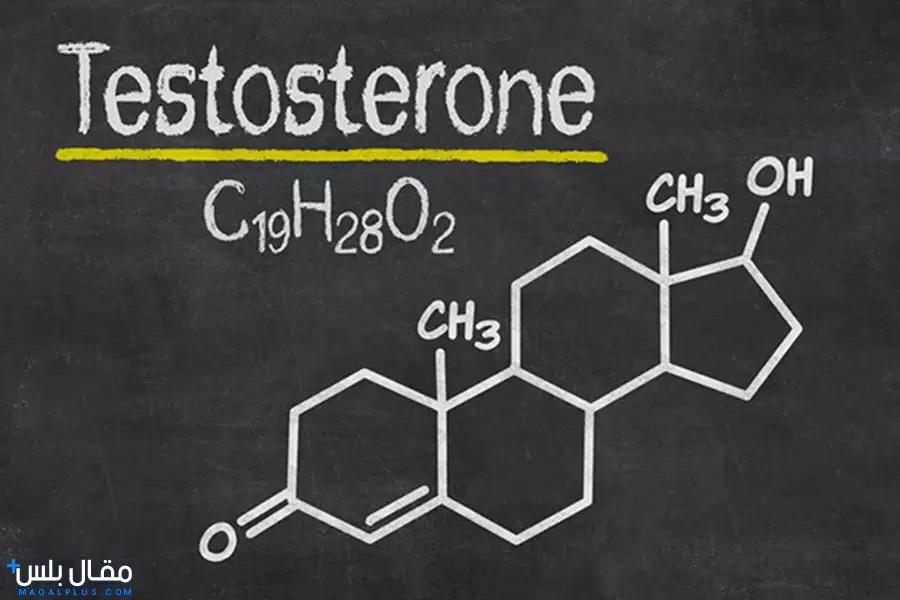 إنتاج هرمون التستوستيرون في الجسم