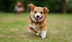 اسماء كلاب اناث