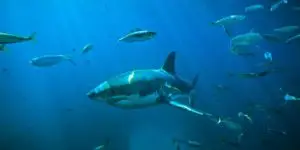 اسماك القرش