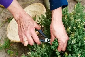 اعشاب لبناء الغضروف