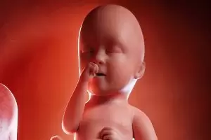 كيف يتطور شكل الجنين في الحمل؟