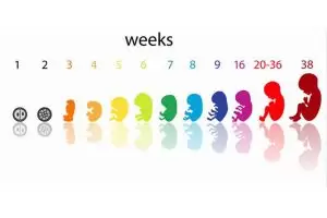 مراحل نمو الجنين بالاسابيع في الحمل