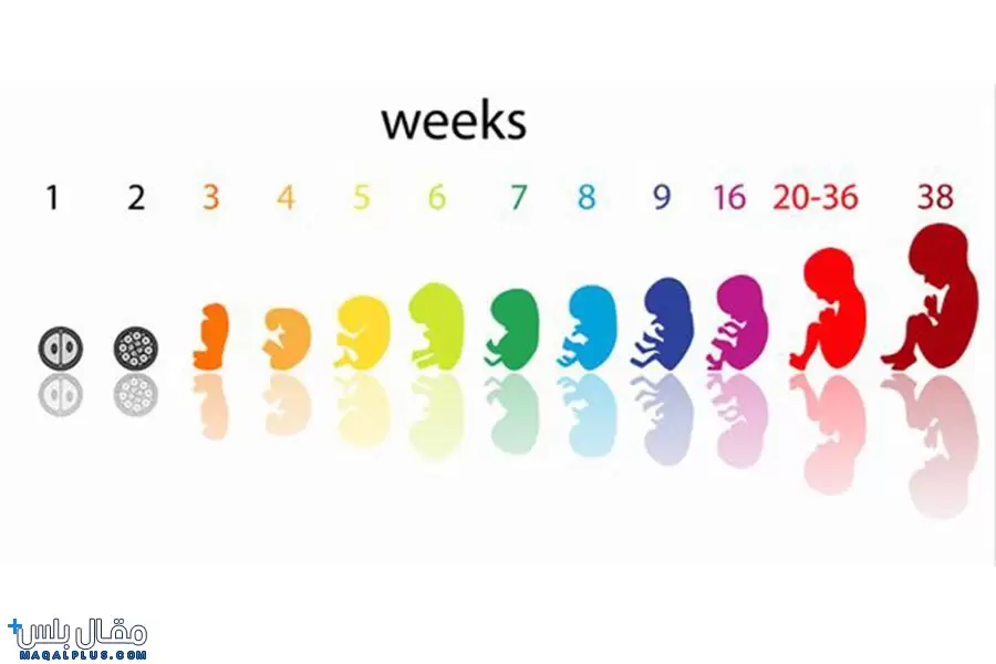 مراحل نمو الجنين بالاسابيع في الحمل