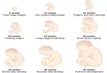 مراحل نمو الجنين بالصور أسبوعيا