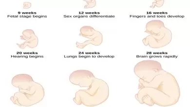 مراحل نمو الجنين بالصور أسبوعيا