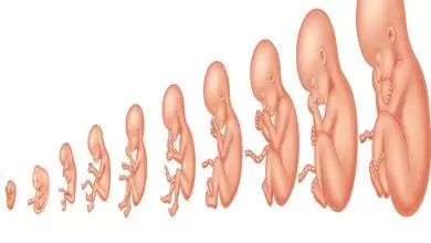 مراحل نمو الجنين بالشهور في الحمل