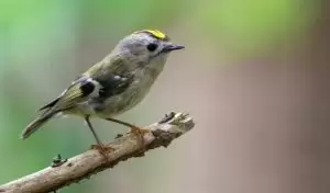 اسماء عصافير