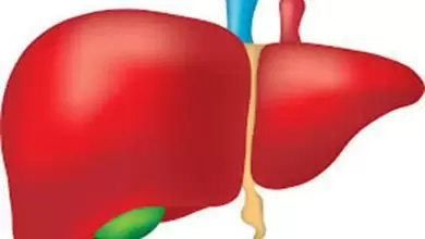 معلومات عن وظيفة الكبد في جسم الإنسان
