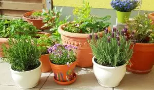 كيفية العناية بنباتات الزينة