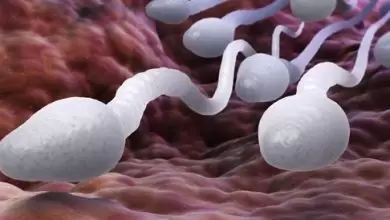 هل يؤثر شكل الحيوانات المنوية على الحمل؟